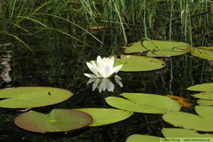 Vit näckros, Nymphaea alba